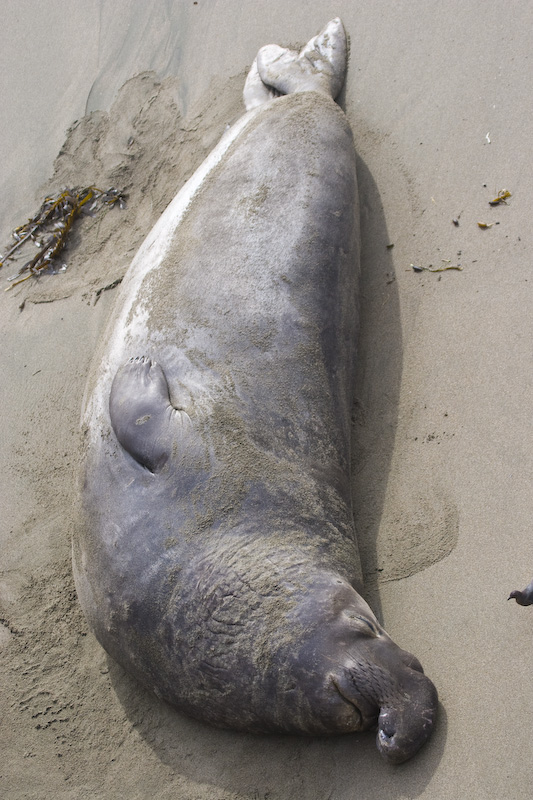 Northern Elephant Seal On Beach